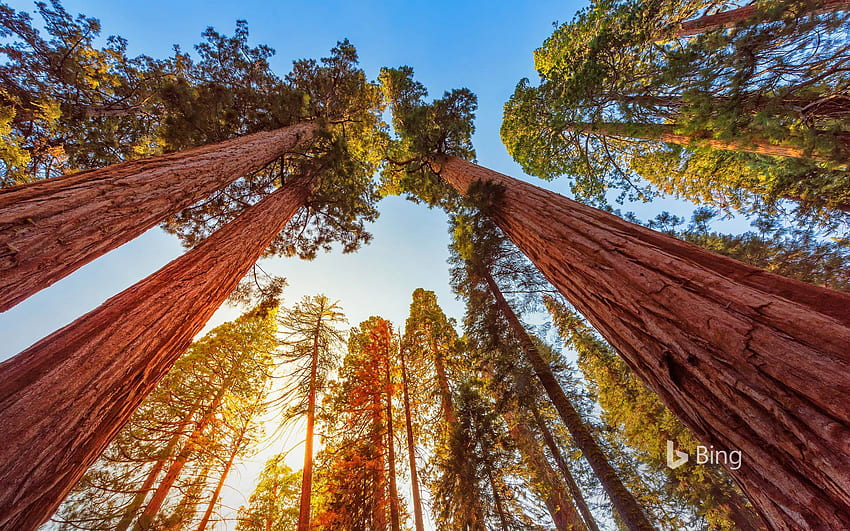 Гигантски секвои в национален парк Sequoia и Kings Canyon National Park, Калифорния, САЩ - Bing HD тапет
