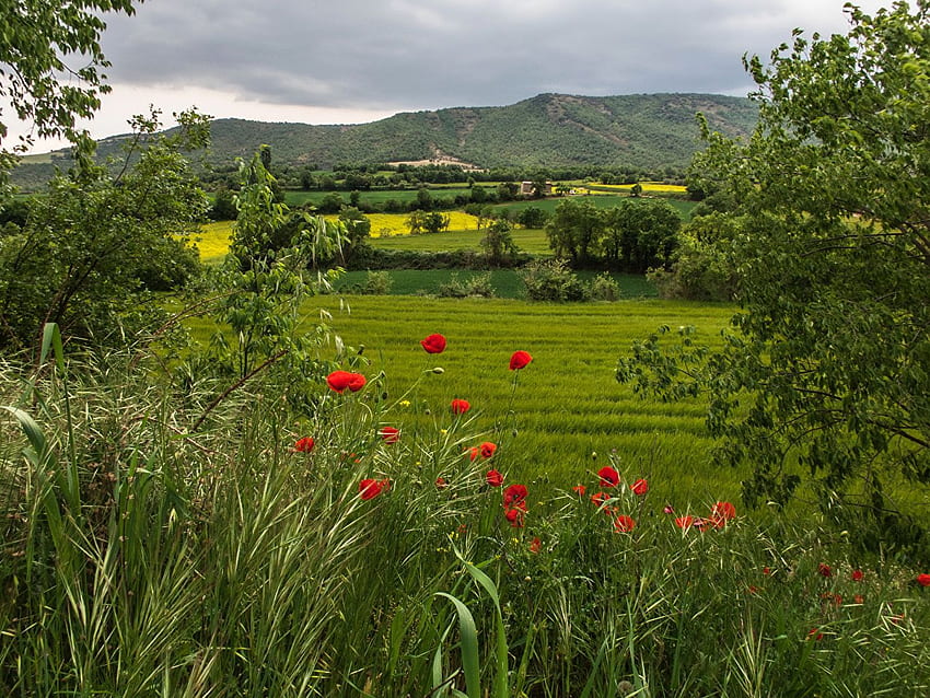 Spain Catalonia Nature Hill papaver Grasslands HD wallpaper
