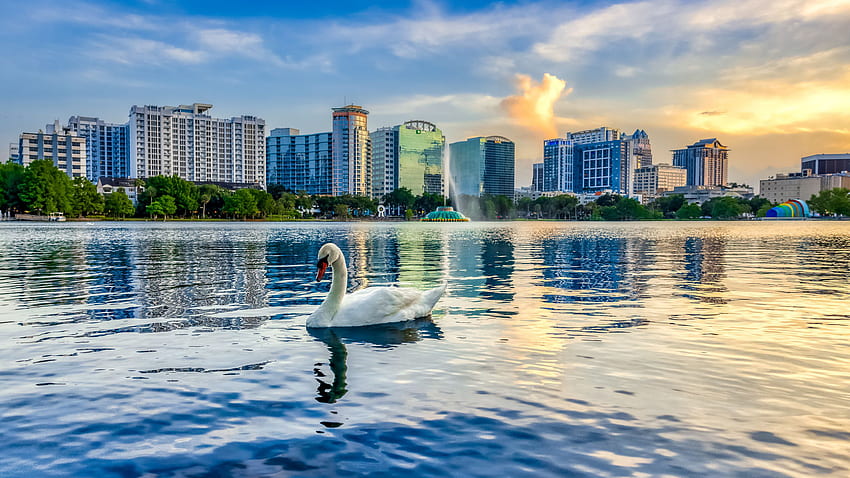 White Swan Bird Is Floating On Lake Water Under Blue Sky In Buildings Background Swan HD wallpaper
