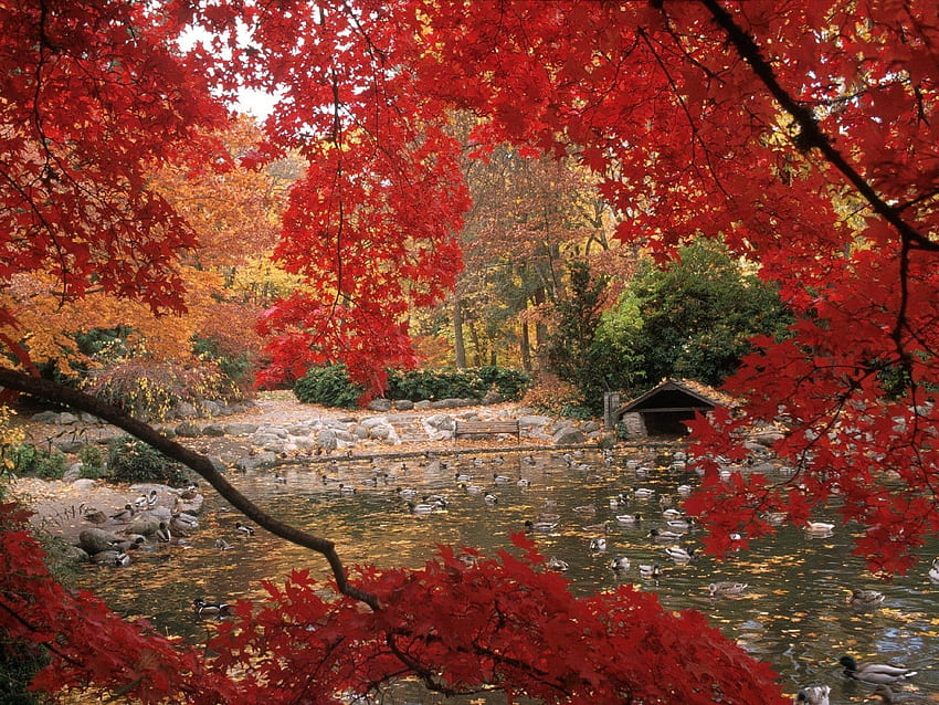 Lithia Park in Autumn, Ashland, Oregon. Fall background, fall, Fall HD wallpaper