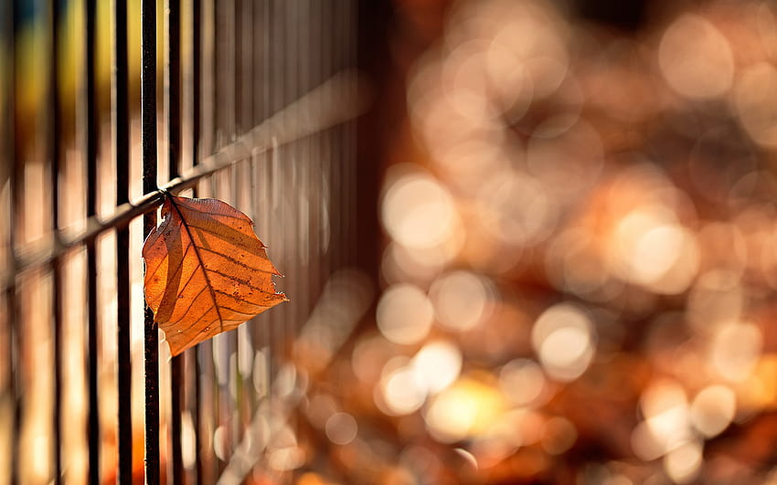 Autumn Leaf Blurred Background, DSLR Blur HD wallpaper | Pxfuel