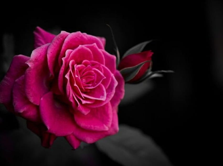 Beautiful roses, roses, red, nature, flowers, bloom HD wallpaper