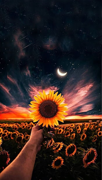 100 Sunflowers And Roses Wallpapers  Wallpaperscom