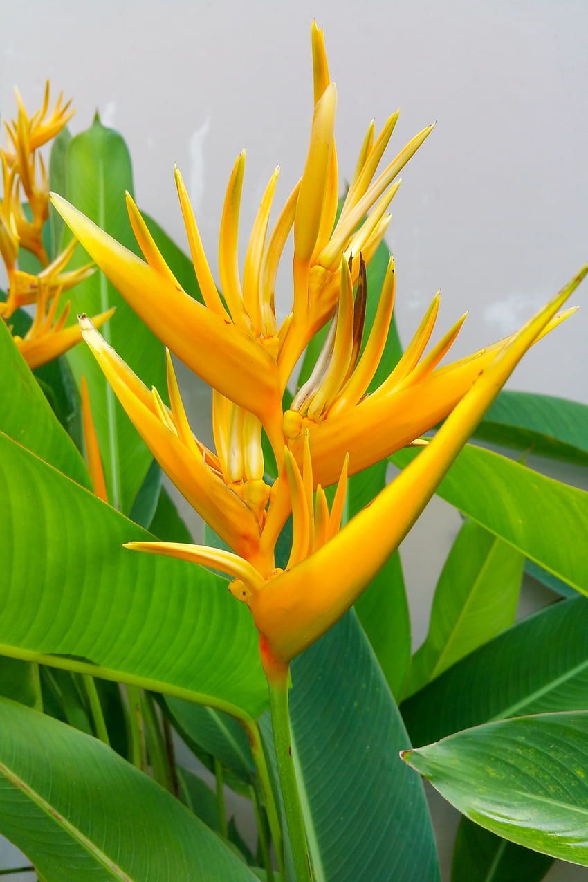 Yellow Heliconia Stock - Public Domain HD phone wallpaper