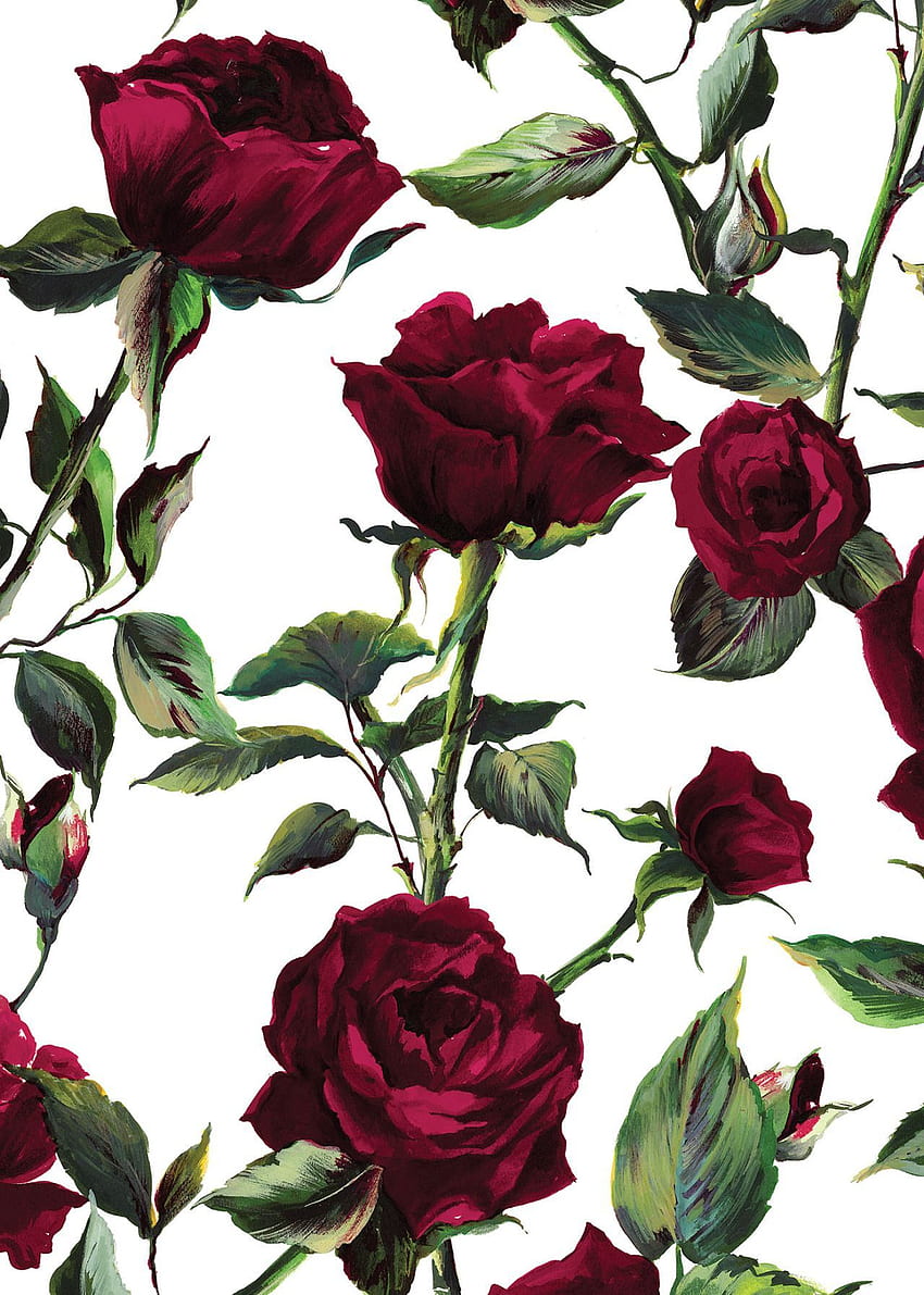 Мирела Бруно Визуална акустика. Роза, цвете, Dolce & Gabbana HD тапет за телефон