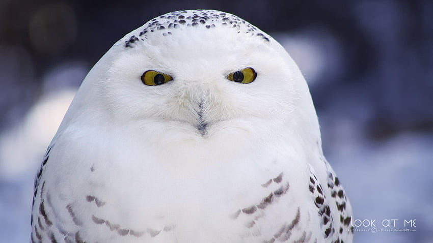 Animals, Cute Winter Owl HD wallpaper | Pxfuel