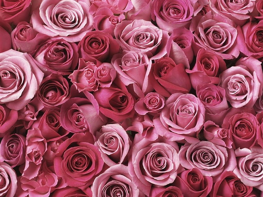 Pink Roses HD wallpaper | Pxfuel