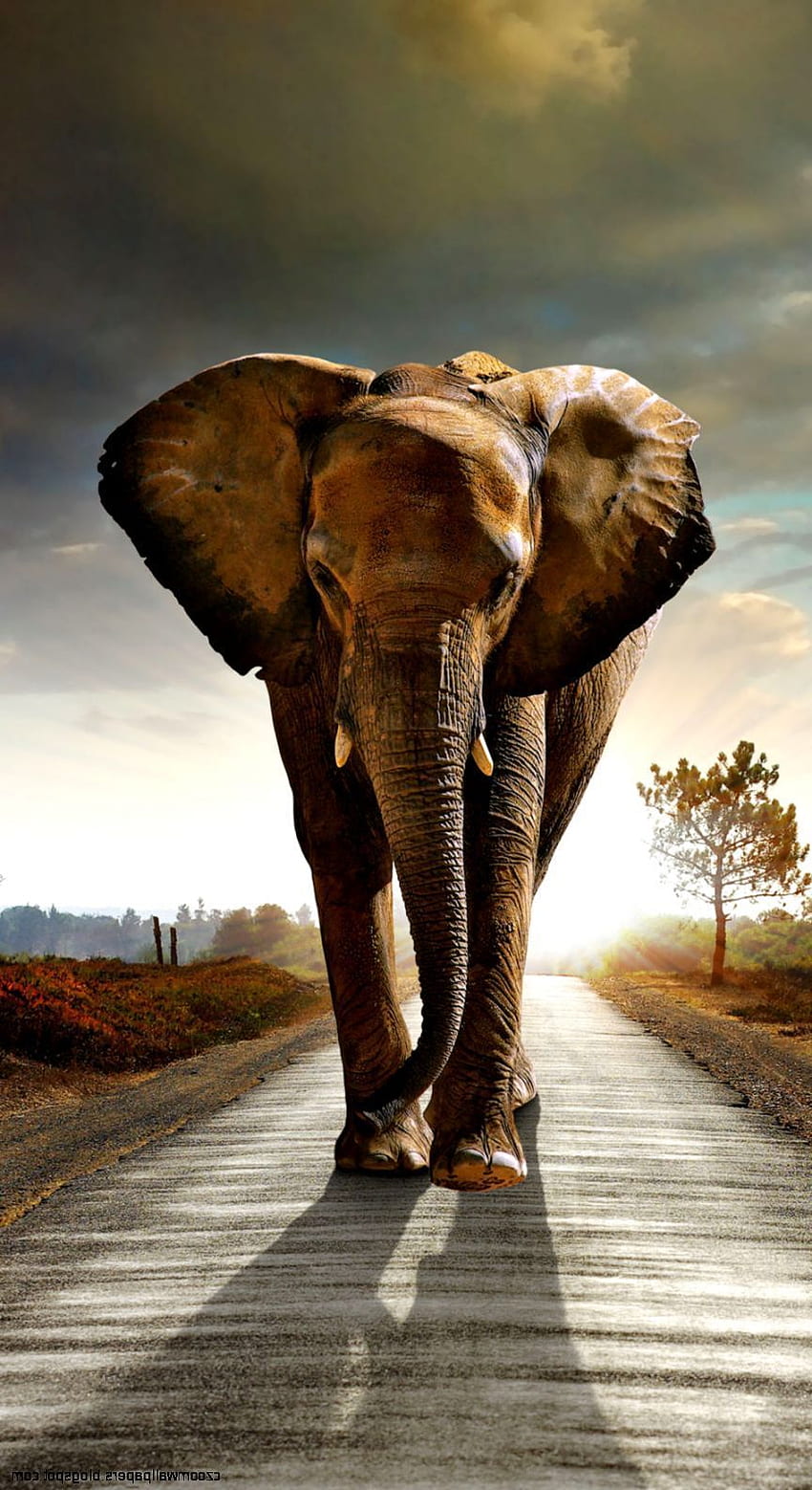 Elefant iPhone, cooler Elefant HD-Handy-Hintergrundbild