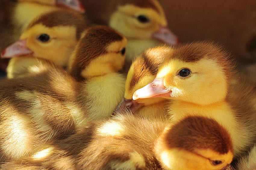 Animals, Chicks, Lot, Ducklings HD wallpaper