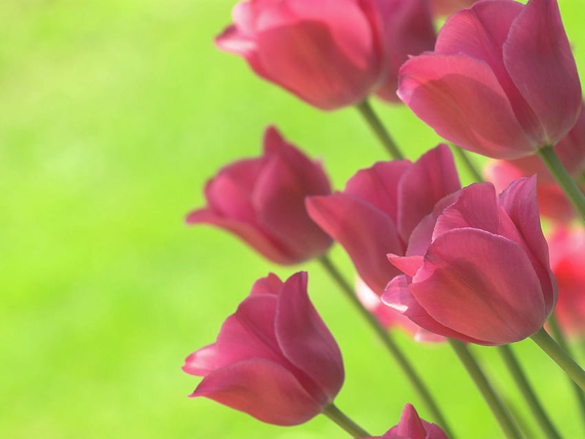 Lindas tulipas cor de rosa, tulipas cor de rosa, natureza, flores, lindas tulipas, tulipas, beleza papel de parede HD