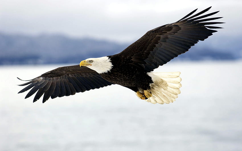 Bald Eagle In Mid Air Flight. Pgcps Mess Reform Sasscer Without, Native American Eagle HD wallpaper