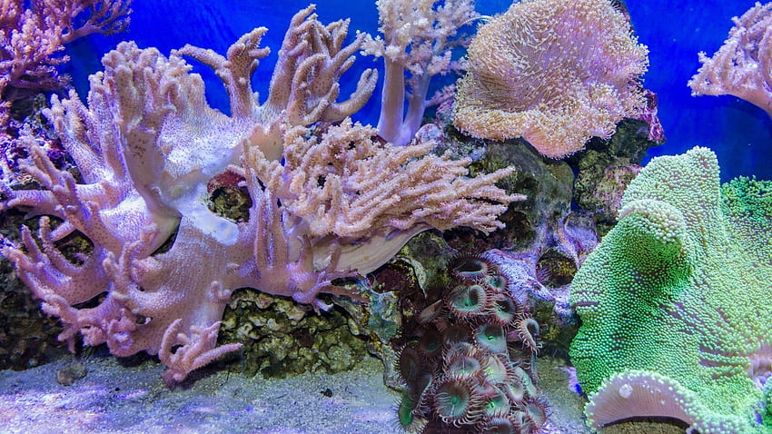: Underwater Oceans Nature Sea Corals Tropical Reefs HD wallpaper | Pxfuel