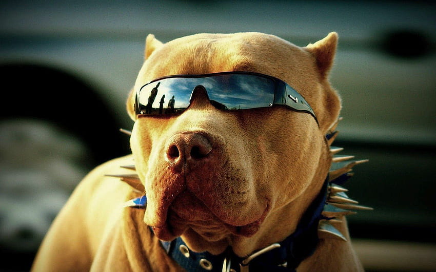 Dogs in sunglasses dump, Dog with Glasses HD wallpaper