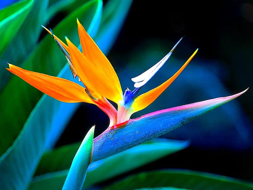 Bird of paradise . background, Heliconia HD wallpaper