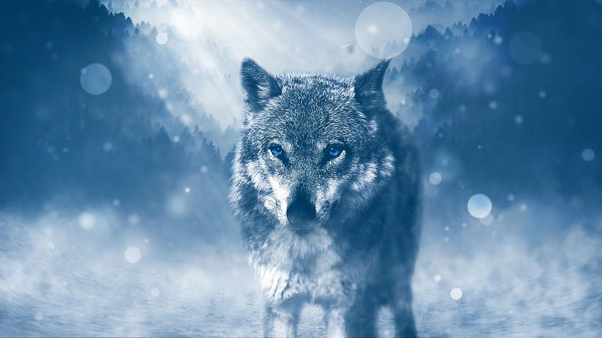 Wolf, Winter, Blue eyes, , Animals, Fox and Wolf HD wallpaper