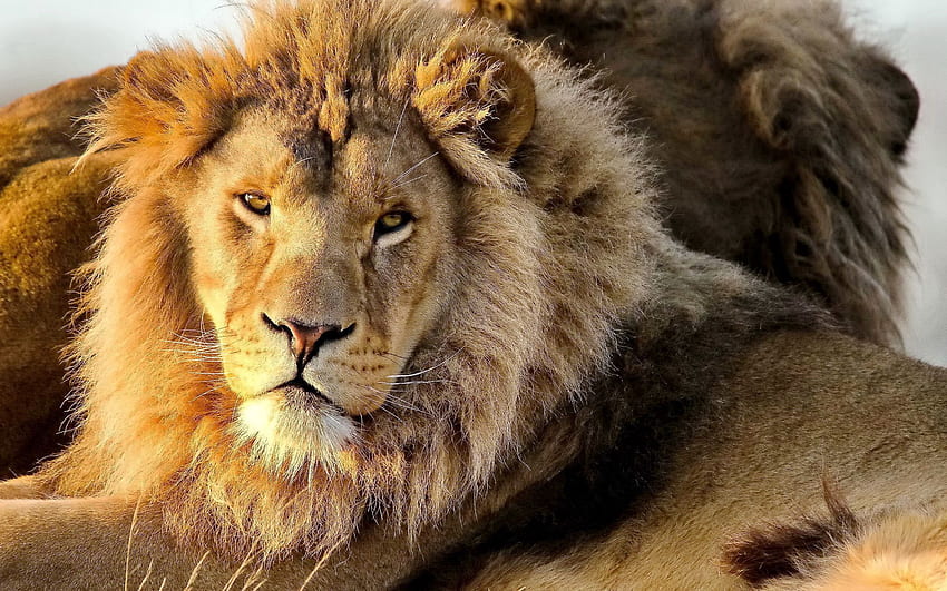 สัตว์ สิงโต นักล่า สายตา ความคิดเห็น แผงคอ วอลล์เปเปอร์ HD