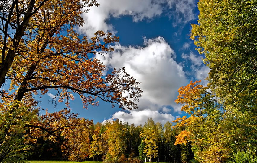 paisagem, natureza, árvores, céu, outono papel de parede HD