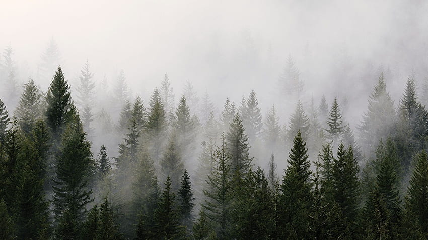 Fog Forest, Grey Forest HD wallpaper