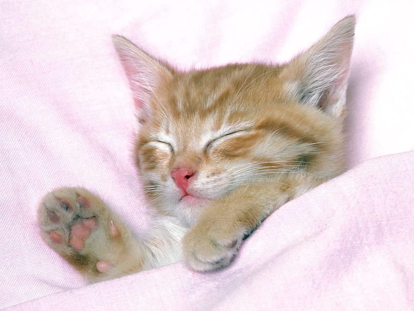 Zwierzęta, Kitty, Kitten, Striped, Kid, Tot, Dream, Sleep Tapeta HD