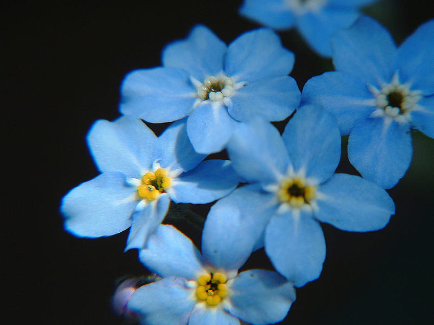 Myosotis, blue, flowers, black HD wallpaper