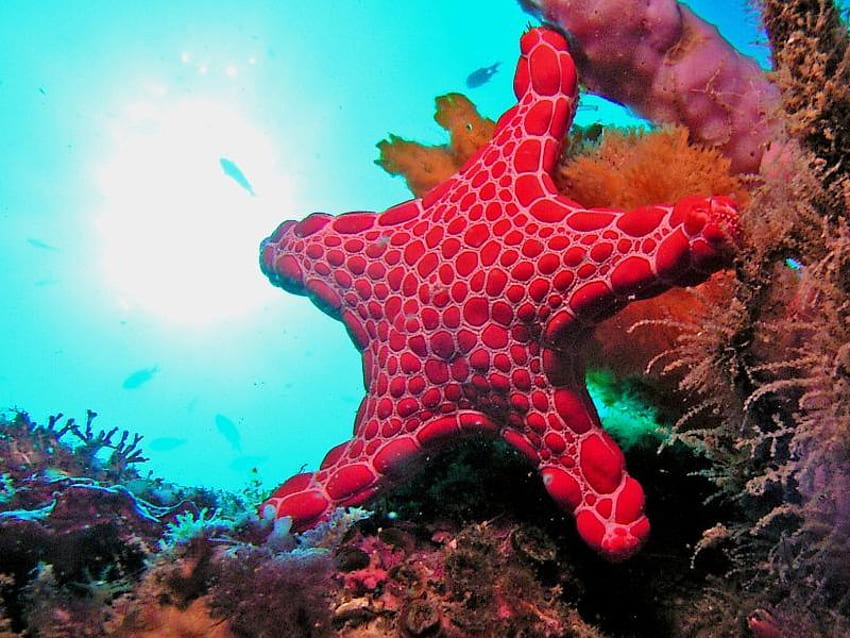 Морска звезда, морски живот, океан, червено HD тапет