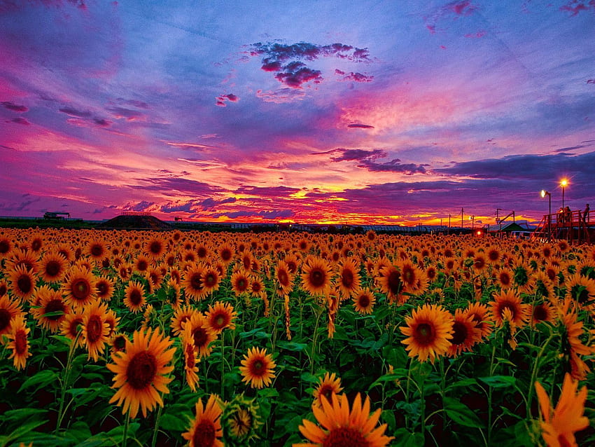 Sunflower Aesthetic Sunset พระอาทิตย์ตกทุ่งทานตะวัน วอลล์เปเปอร์ HD