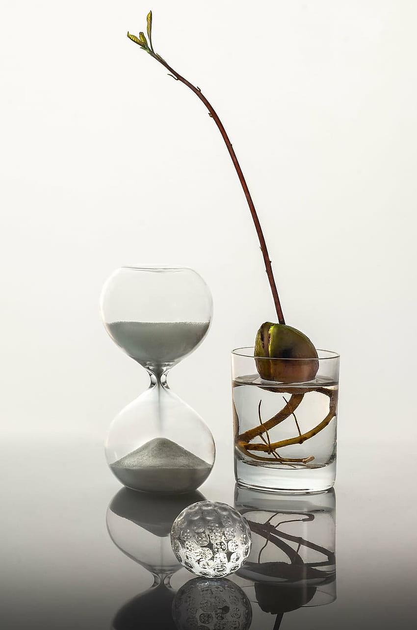 : time, glass, sprout, white, sand, clock, studio shot HD phone wallpaper