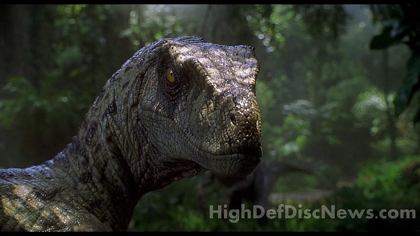 Jurassic Park Spinosaurus Terbaik - Velociraptor Jurassic Park 3 Alpha Wallpaper HD