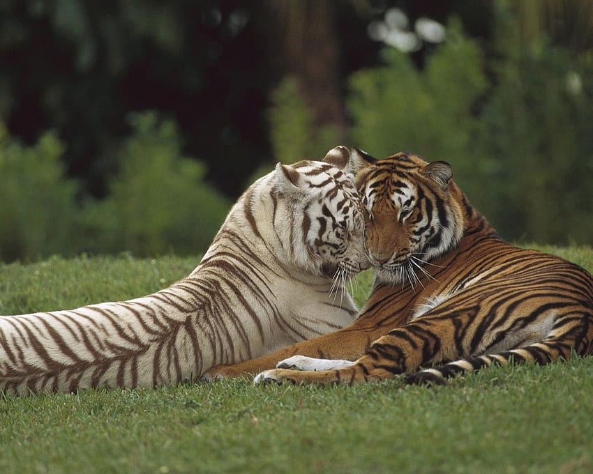 two tigers, Anime Tiger HD wallpaper