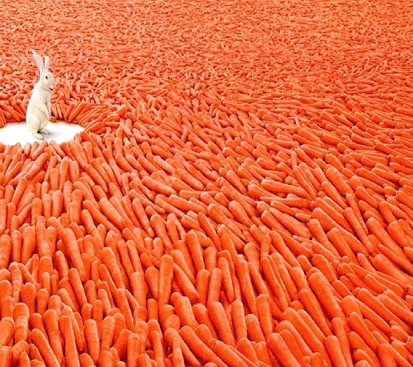 rabbit and carrot HD wallpaper