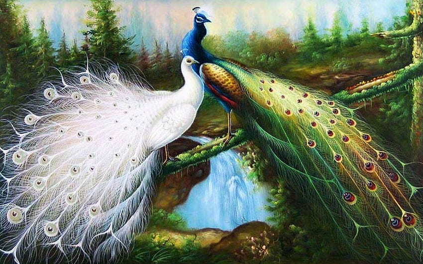Pawie, kolory, biel, ptaki, malarstwo, pióra Tapeta HD