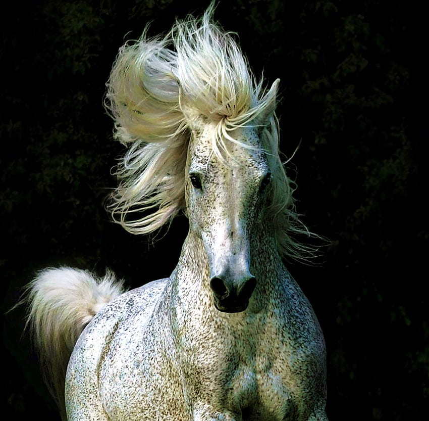 Stallion wind, wind, flowing mane, horse, galloping, stallion HD wallpaper