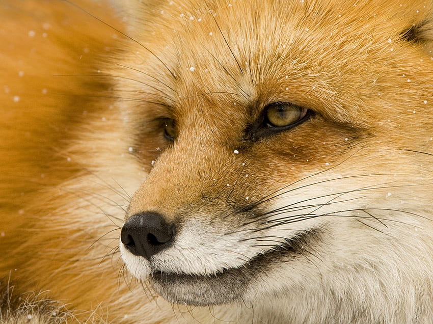 CLOSE UP OF A RED FOX, grey, wolf, wild, fox, backgrounds, close up, animals, red, cool, , 자연, 홀딱 반할 만한, 매크로 HD 월페이퍼
