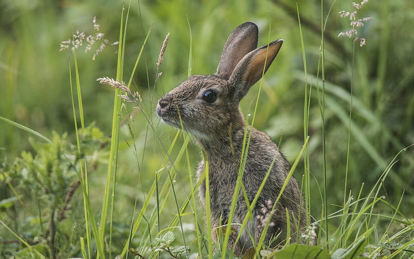 สัตว์ หญ้า นั่ง ซ่อน กระต่าย วอลล์เปเปอร์ HD