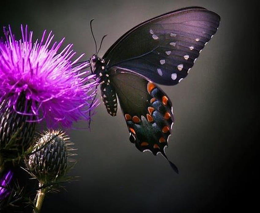 蝶とアザミ、紫、蝶、、自然、花 高画質の壁紙