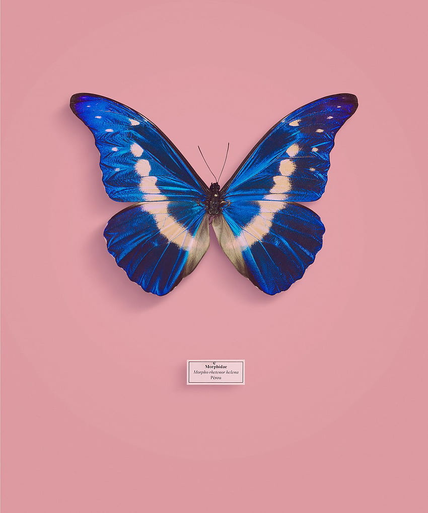 Schmetterling-Effekt. Schmetterlingshintergrund, Schmetterlingskunst HD-Handy-Hintergrundbild