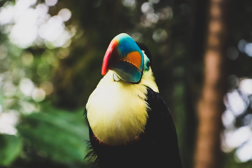 Animals, Bird, Beak, Blur, Smooth, Toucan HD wallpaper