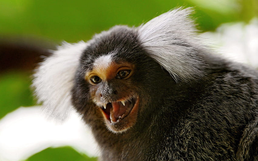 ลิงมาโมเสท ลิงแดง วอลล์เปเปอร์ HD