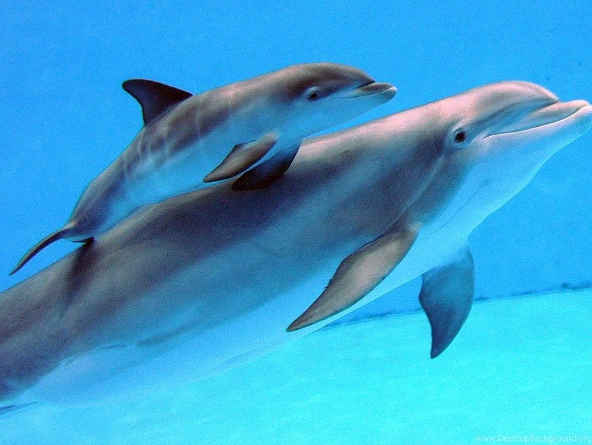 Delfini appena nati. Sfondo HD