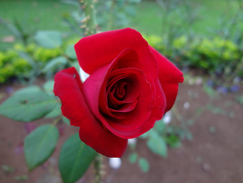 Hermosa rosa, cultivada, roja, rosa, naturaleza HD-Hintergrundbild