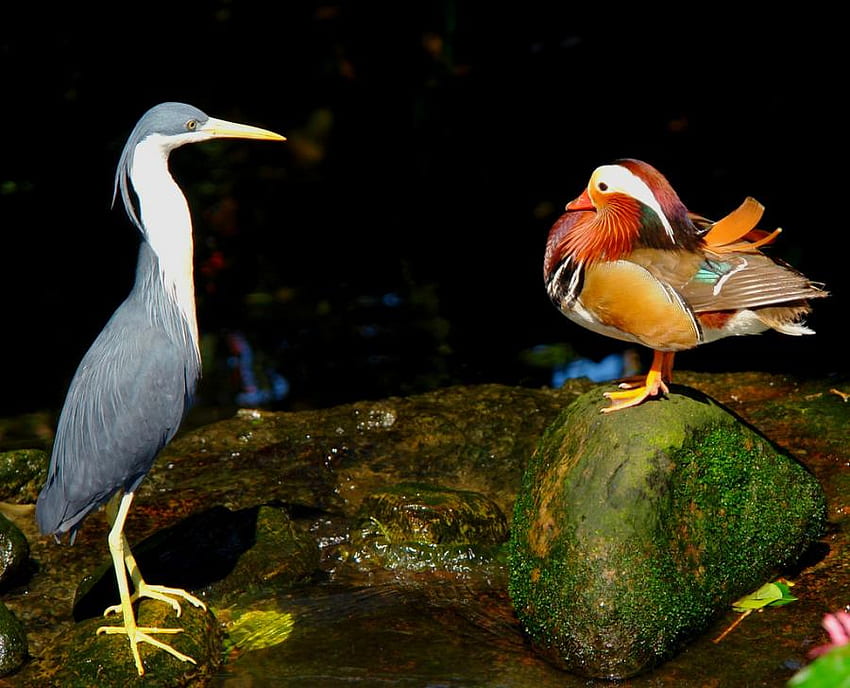 Getting To Know You, birds, peking duck, animals, blue heron, water, rock HD wallpaper