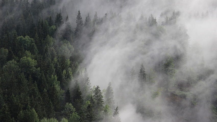 オーストリア, , , 森, 霧, もや, 松, リアル 高画質の壁紙