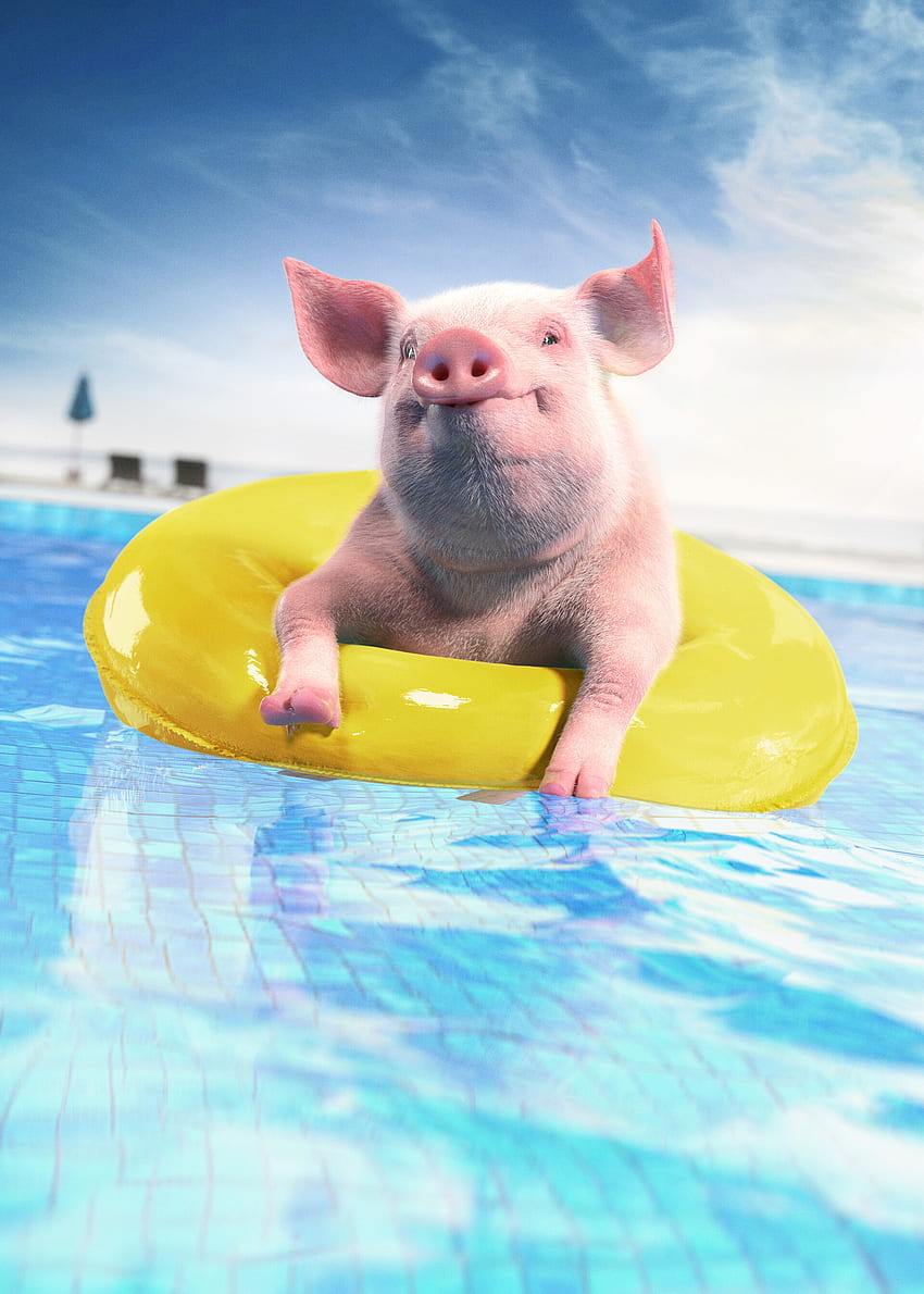 Lustig, Tiere, Tier, Pool, Schwein, aufblasbarer Kreis HD-Handy-Hintergrundbild