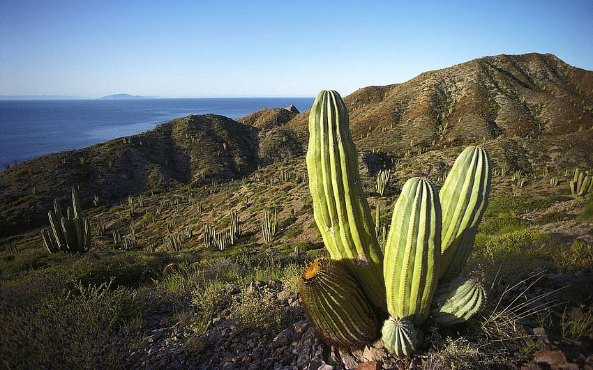 Cactus Landscapes In Mexico, Mexico Cactus HD wallpaper