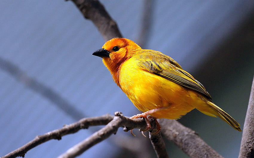 Animals, Bird, Sit, Branch, Bright Color, Yellow Bird HD wallpaper