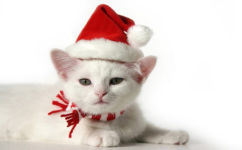 Cat, christmas, cute, feline, paws HD wallpaper