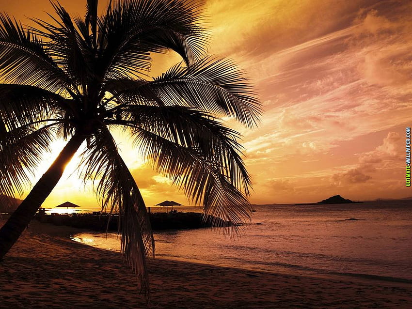 Sunset Palm Beach, Natur, Palme, Sonnenuntergang, Strand HD-Hintergrundbild