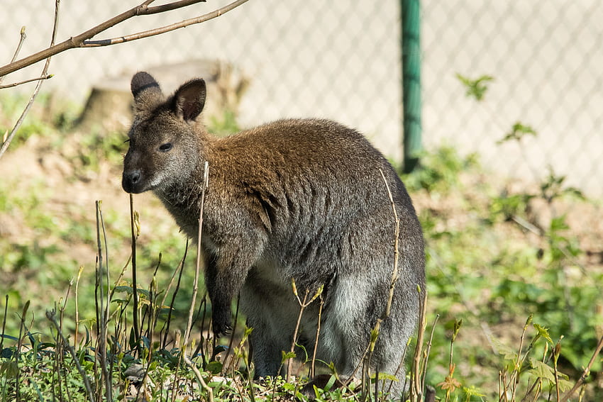 Animals, Grass, Kangaroo, Stroll HD wallpaper