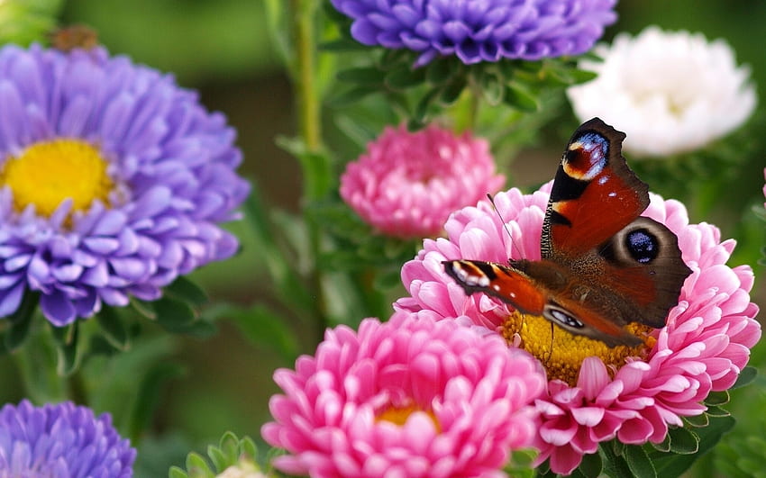 Butterfly on Aster Flowers, aster, animal, butterfly, flowers, macro HD wallpaper