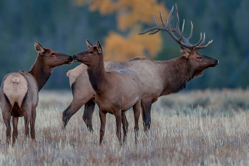 Deers, sniffing, deer, field, animals HD wallpaper